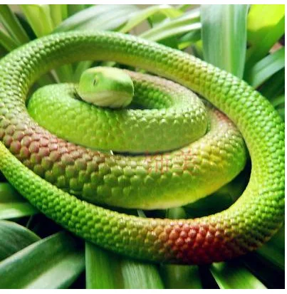 1 PC 70 cm de long modèle de Simulation authentique du serpent drôle une bobine de ces jouets de blague astuce accessoires Animal réaliste