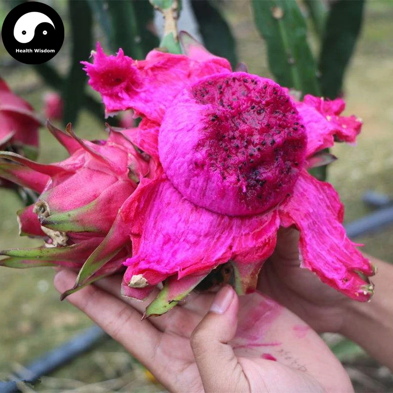

Buy Dragon Fruit Semente 100pcs Plant Hylocereus Undatus For Red Pitahaya
