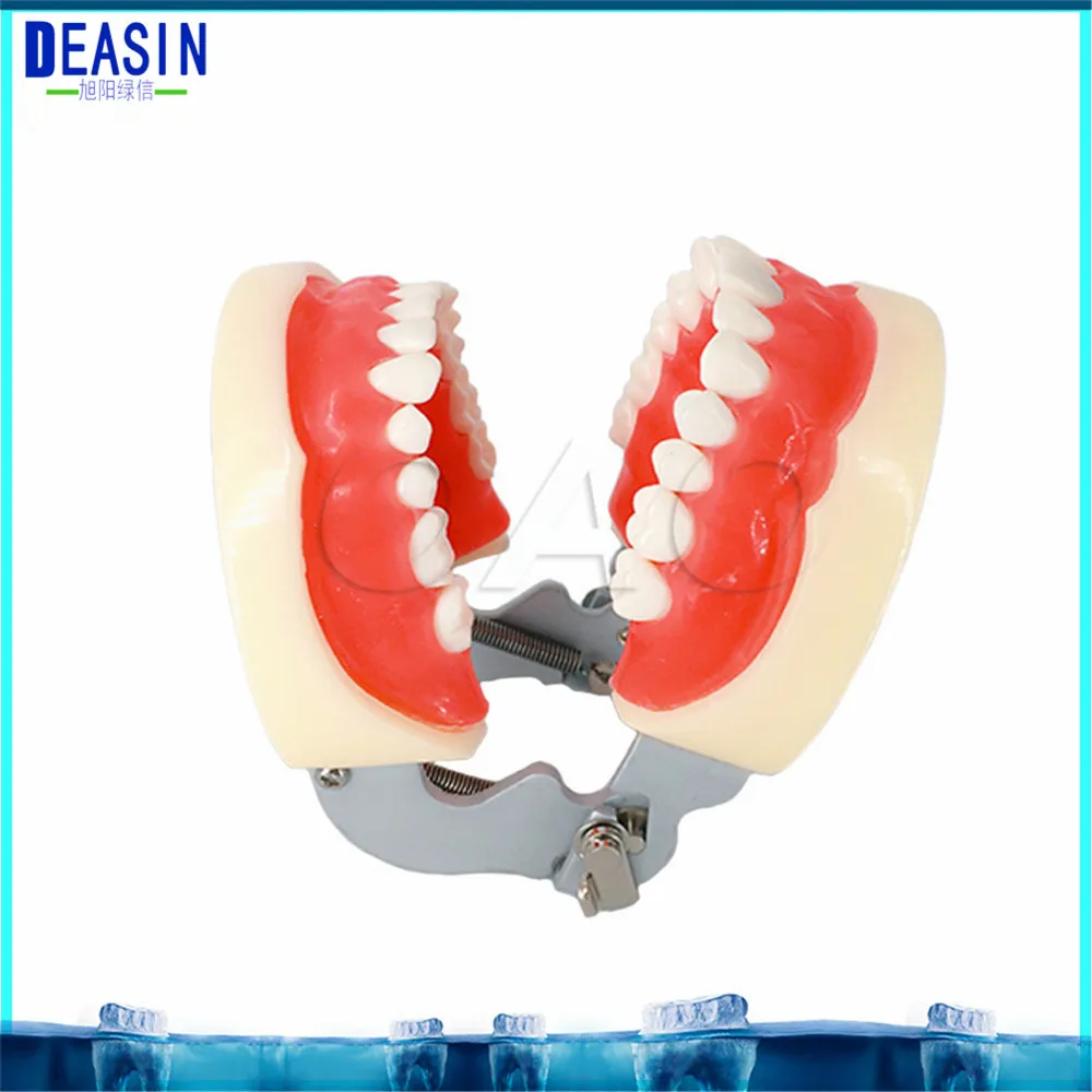 Зубные Стандартный зубов Модель 28 шт. студент learnng съемный зубы стоматолог студент модель обучения