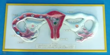 

Sperm and eggs Combine of uterus Genital Anatomy Planning model free shipping