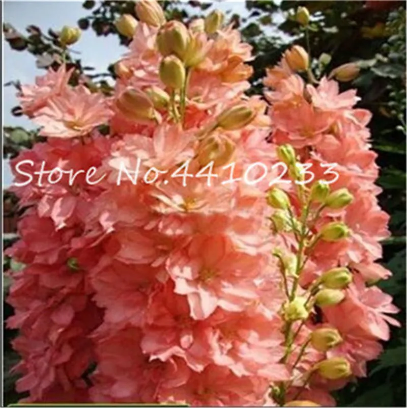 Free Shipping 100 Pcs Colourful Delphinium Bonsai Japan Beautiful Giant Room Family Garden Organic Flowers Hardy plants Free Shipping 100 Pcs Colourful Delphinium Bonsai Japan Beautiful Giant Room Family Garden Organic Flowers Hardy plants