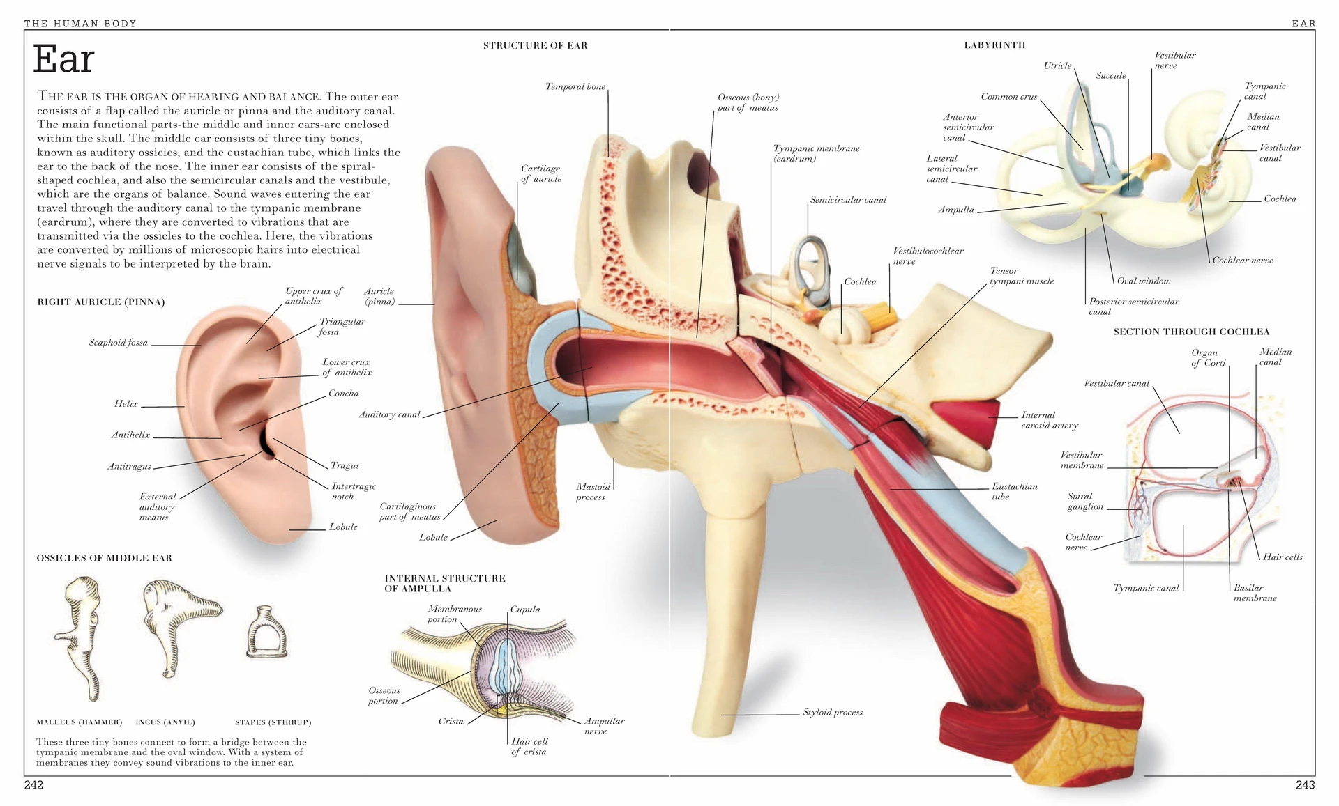 Internal Structures of Ear Art Print on Vintage Book Page Medical Anatomy Decor