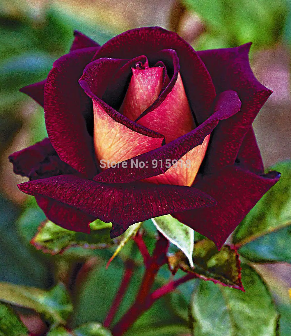 Flower seeds Osiria Twilight Rose 200Pcs seeds Home & Gardenin Bonsai