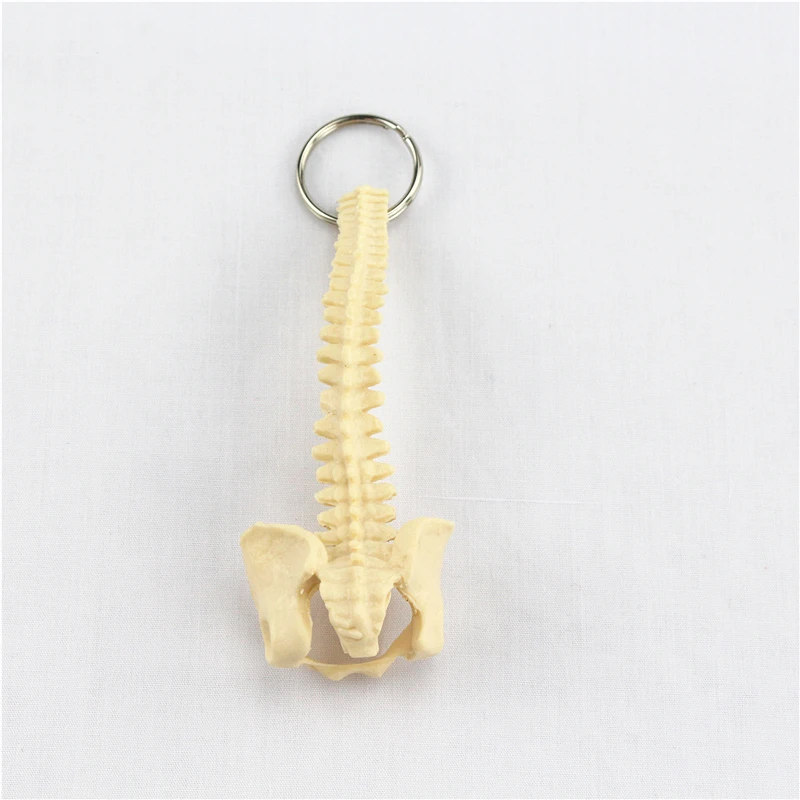  human spine key buckle ornament gift pendant key buckle human.organ anatomy medical teaching toy YS - 32913233657