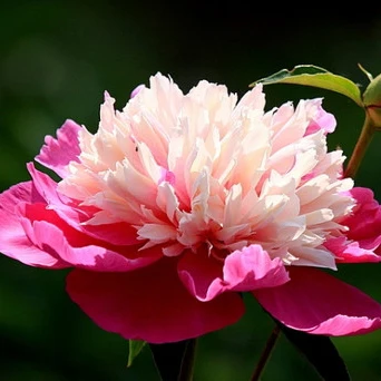 

Shiwai Taoyuan' Fragrant Water Pink Peony ling Flower 10 / Pack, Great for Home Planting