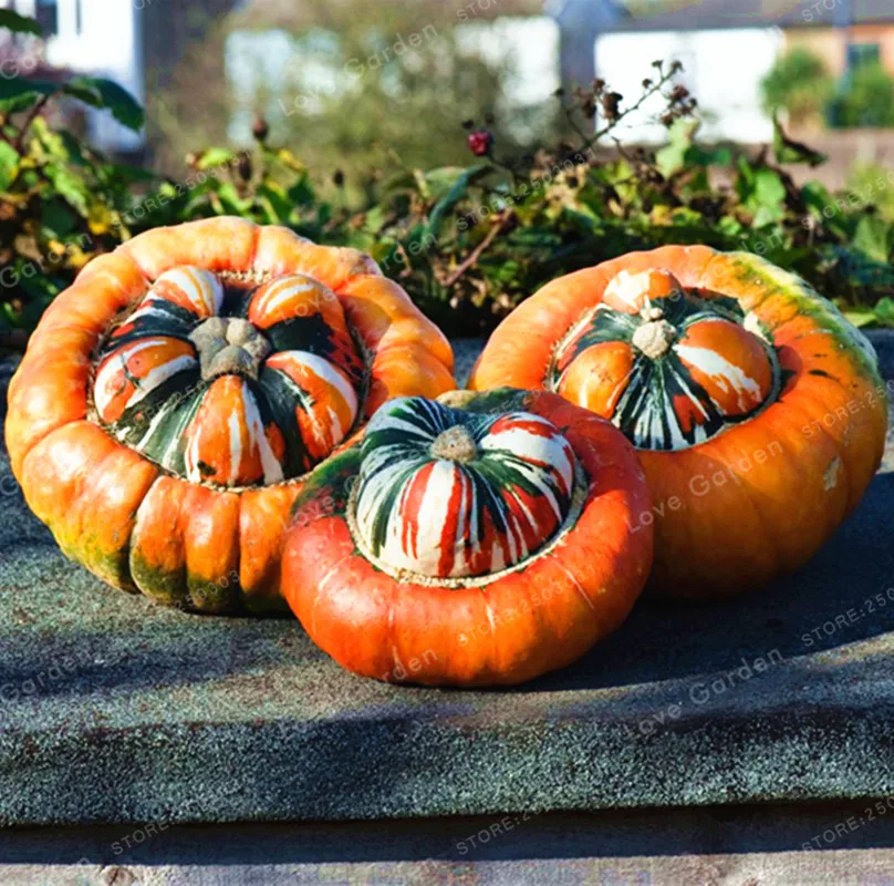

20PCS Home Grown Decorative Pumpkin Bonsai Heirloom Vegetable Bonsai Cucurbita Pepo Turkish Turban Pumpkin Bonsai Garden Plant