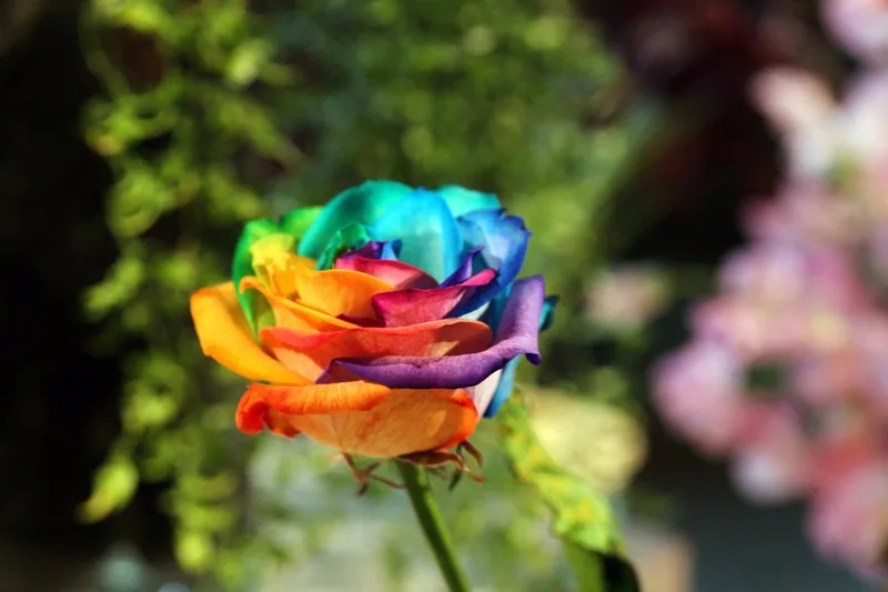 100pcs Holland Rainbow Rose Bonsai Plants Colorful Flower Home Garden