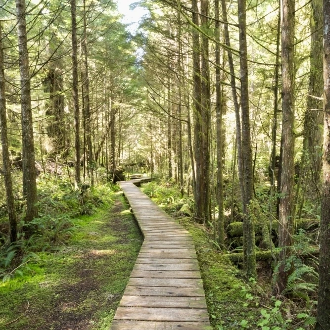 Forest walk  Pacific Rim National Park; Vancouver Island  British Columbia  Canada Poster Print (12 x 19)