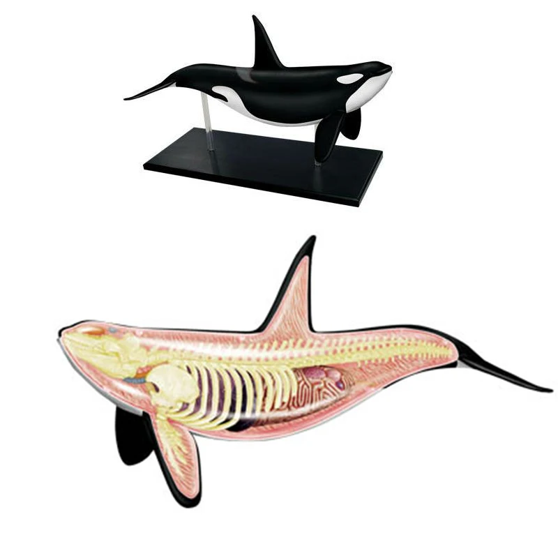 

4D Whale Model Building Kits Sea Life Detachable Transparent Assembling 16pcs Perspective Learning Toys for Kids
