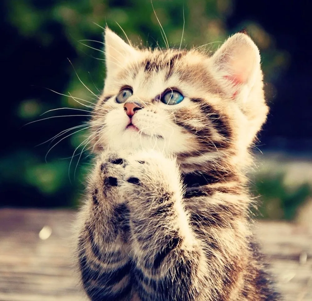 gatto-che-prega-1