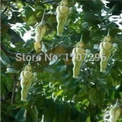 Female Ginseng Fruit seeds Bonsai Ornamental funny herb 