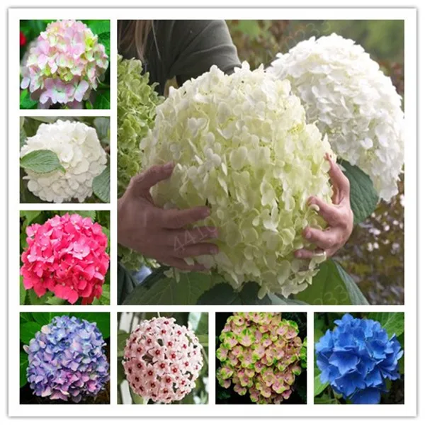 

Bonsai 50 Pcs Multiple Color Choice Hydrangea Bonsai Perennial Flower Plant Hydrangea Balcony Ornamental Garden Decoration Plant