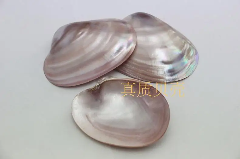 

Natural pink shell mother of pearl polished shells for decoration home furnishing articles qch93 2pcs/lot
