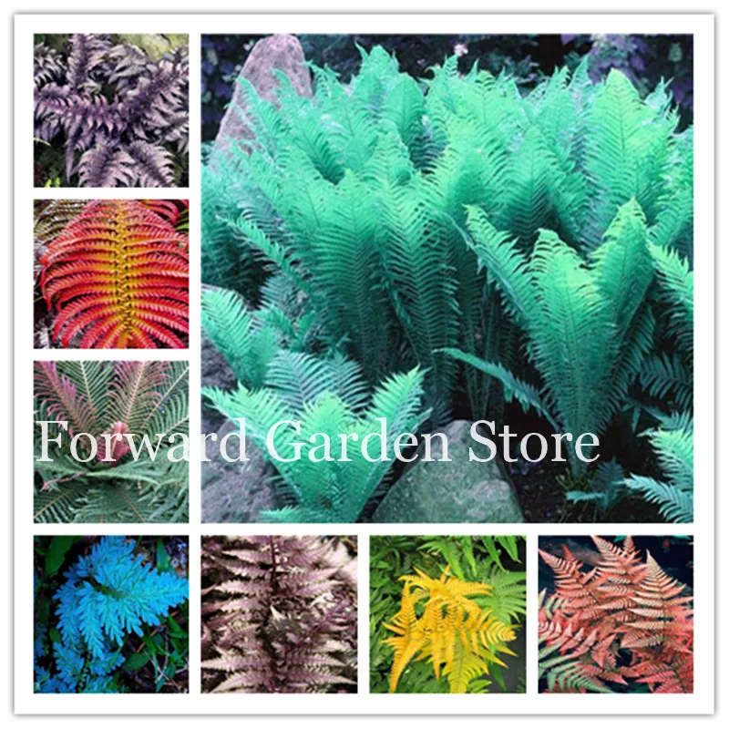 

100 Pcs Garden Fern Bonsai Plants, Rare Creeper Vines Grass Mixed Rainbow Foliage Plants For Bonsai Plant 2018 New Sementes Sale