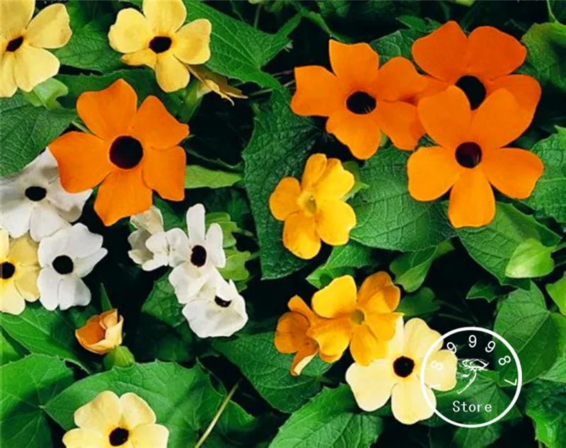

Best-Selling! 100 Pcs/Lot Black-eyed Susan Vine Mix (Thunbergia alata) Organic Climbing Flowers bonsai