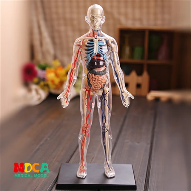 16 Translucent person 4d master puzzle Assembling toy human body organ