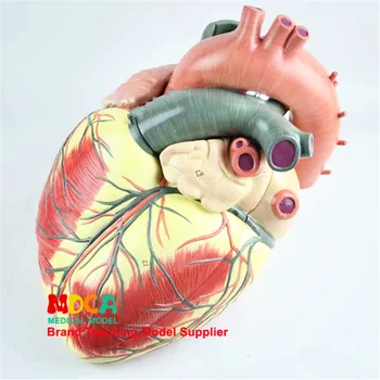 

3X Cardiac anatomical model cardiovascular Medical teaching equipment Manikin organ Enlarged model 3 Parts