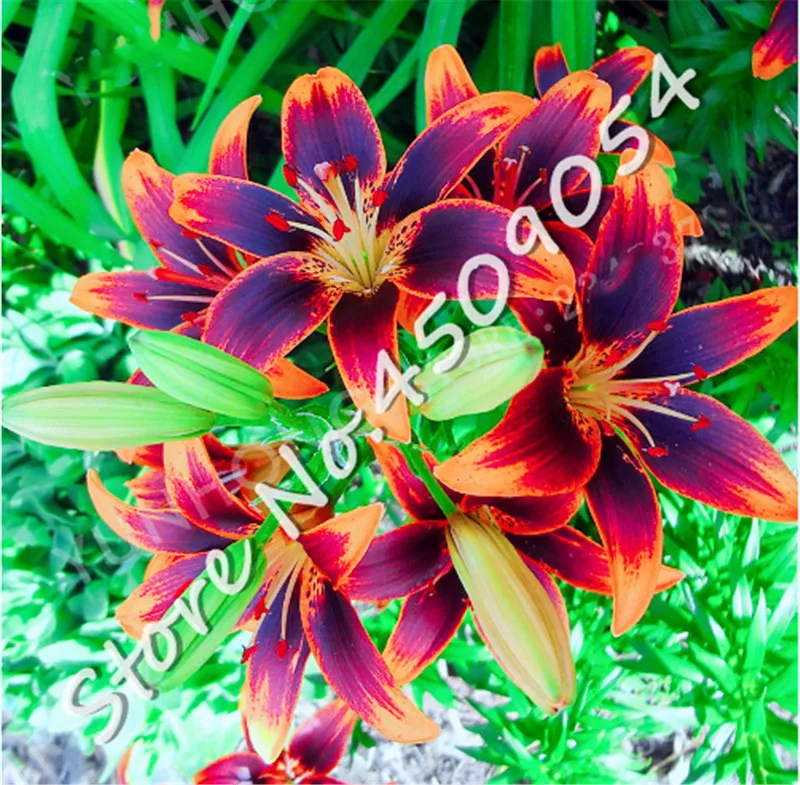 

100 pcs Lily Flowers Bonsai, Peruvian lily plant flowers bonsai potted, Indoor Bonsai Home Garden Supplies Decor Cheap plant