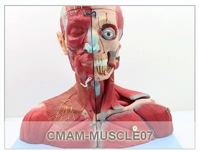 Recommend-muscle05