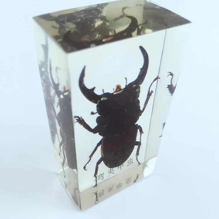 

Insect Embedding Specimens Real Beetle Weevil Cockroach Specimen Model Biological Entomology Teaching Aids Resin Craftwork