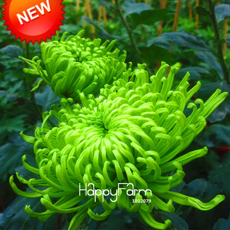 Online Buy Wholesale green chrysanthemum flower from China green