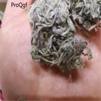 

Ngryise 100gram a set fresh Artemisiacapillaris