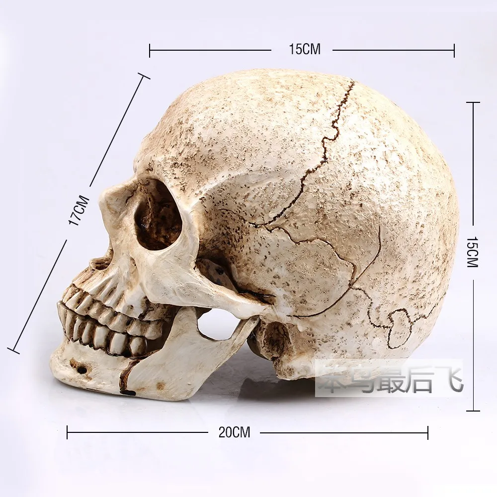 Human Skull white Replica Resin Model Medical Lifesize Realistic NEW 1:1 A3 PL 