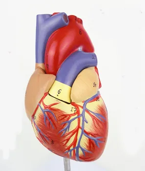 

quality original heart anatomy model 2 parts 1: 1 heart model with 34 number