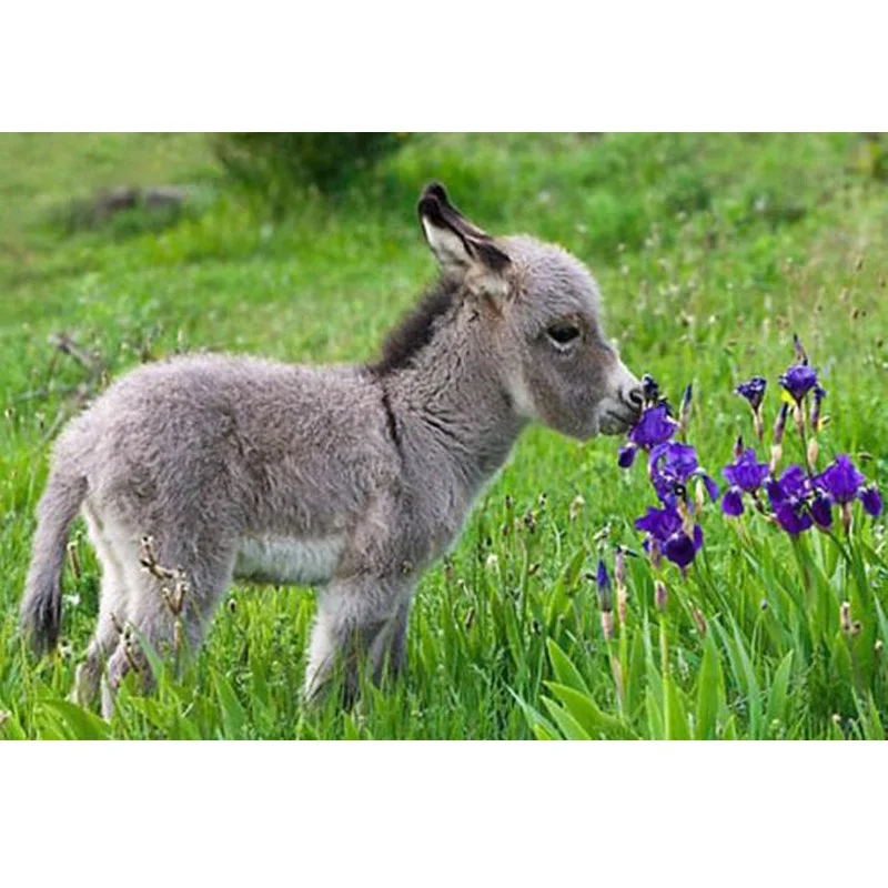 

Diy diamond drawing 5D square diamond painting Cross Stitch kits cute little donkey and floral complete painting Rhinestone ST8