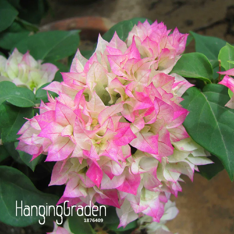 

Hot Sale!100% Original High Quality Pink Bougainvillea Spectabilis Willd Garden Bonsai Plant Flower Plantas -100 Pcs/Pack,#D6TN