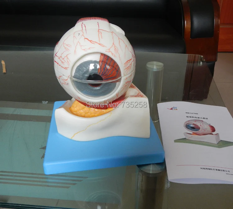 

Eyeball Structure Model ,Eye Anatomical Model