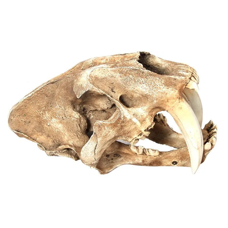 White Saber-Toothed Tiger Resin Skull Replica Head Skeleton Model Bar Decor