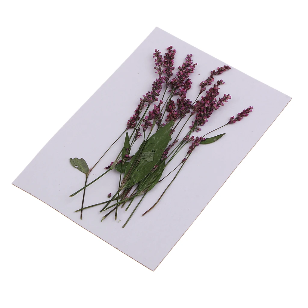12Pcs Real Natural Pressed Leaves Dried Persicaria Hydropiper Flowers DIY Scrapbooking Phone Cover Crafts Festive Party Supplies