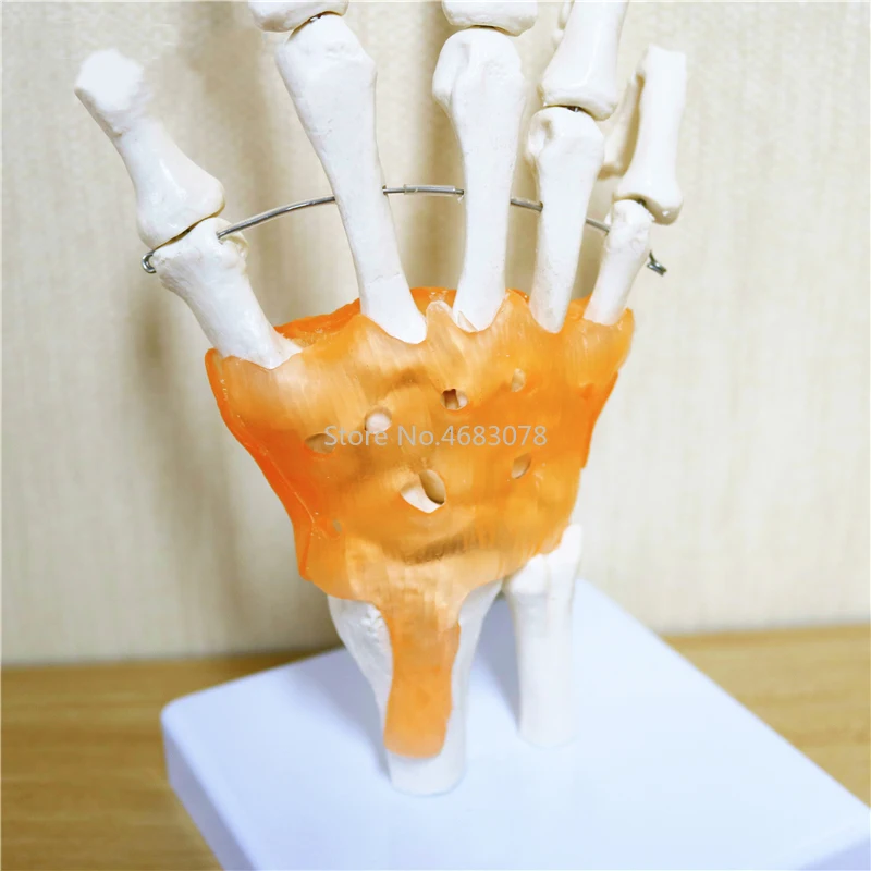 Human Hand Joint Anatomical Skeleton With Skin Model Medical Science Health Life Useful Medical Science For Teaching Supplies