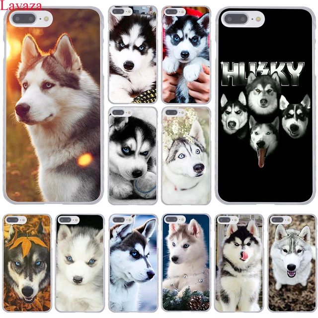 coque iphone 5 husky