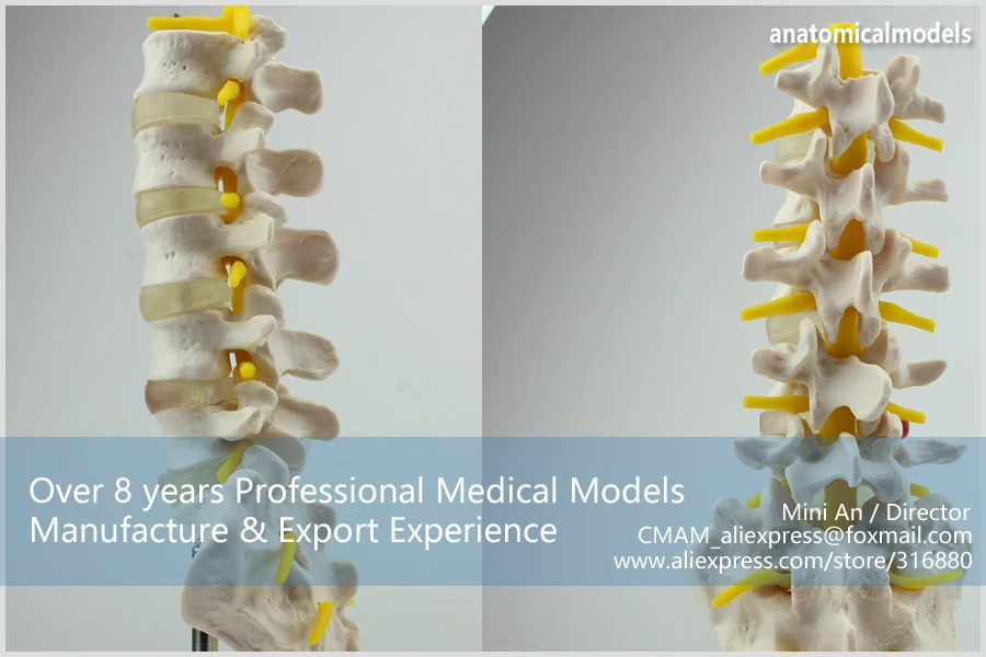12384/человеческая поясница Vertebrae w/Sacrum& Coccyx анатомическая модель, обучение медицине анатомические модели