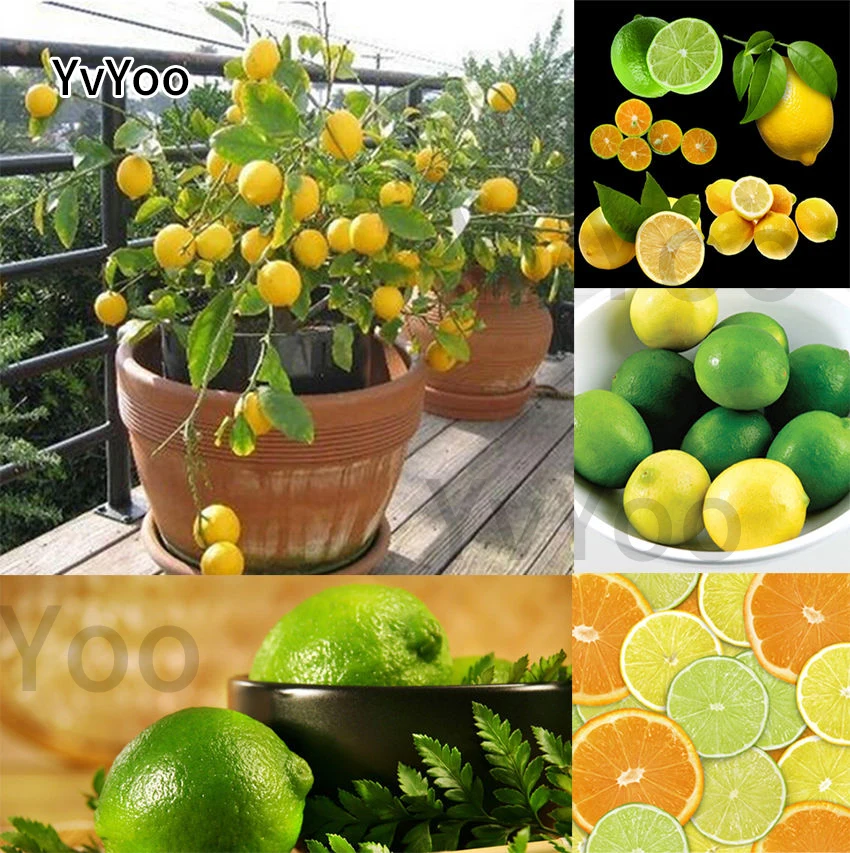 

30pcs Lemon bonsai Citrus Bonsai lemon Tree Rare Fruit Tree For Home Gatden Courtyard can Edible fruit plants