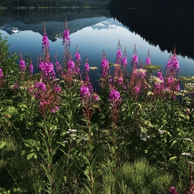 Scenic View Of Auke Lake On A Clear Day With Fireweed In The Foreground  Near Juneau  Southeast Alaska  Summer (12 x 19)
