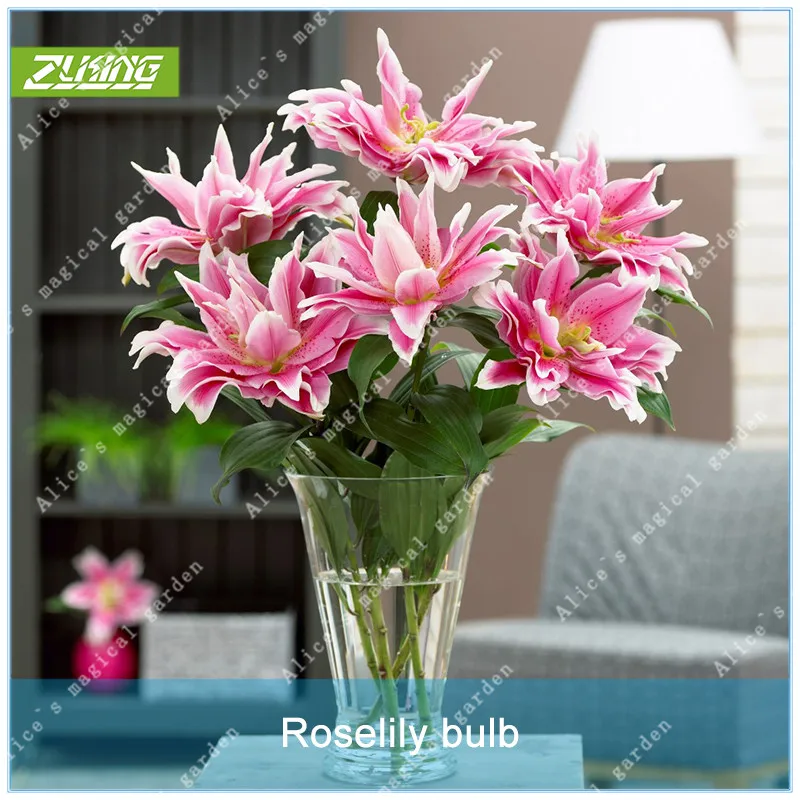 

ZLKING Rare 2pcs Pink Double Oriental Rose lily Belonica Bulbs Flower Bonsai Fresh High Germination Rate Rapid Growth Bulb Plant