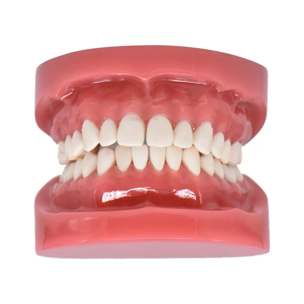 Dental model hard foundation Teaching Model Dental Adult Standard