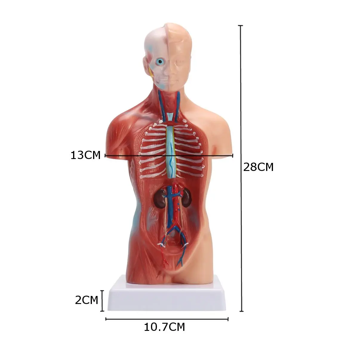 Человеческий ТОРС модель тела анатомия, анатомический медицинские внутренние органы для обучения съемный образовательный медицинский