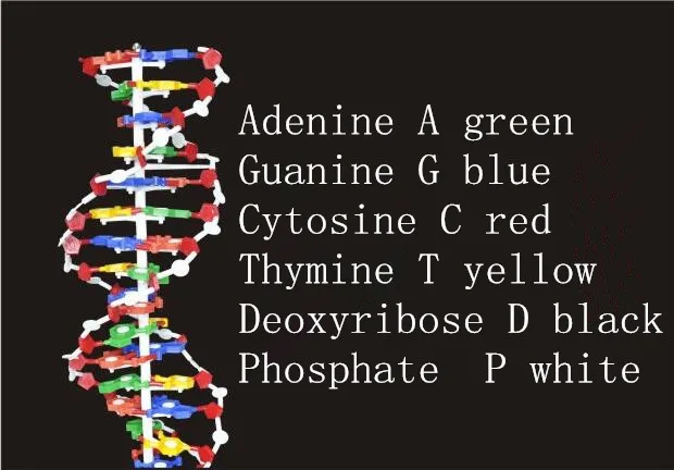 60 см ДНК Структура базовой модели пара генно-ген ДНК двойной спирали ДНК модели Пособия по биологии Обучающие, развивающие поставки оборудования