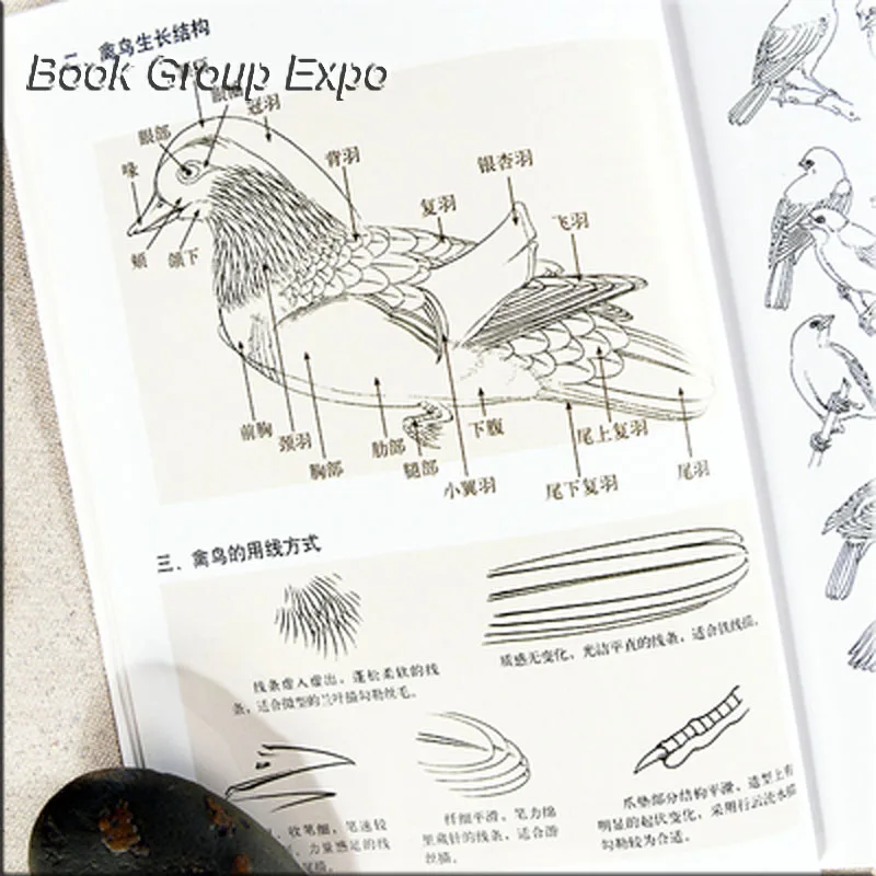 Chinese Painting Drawing Art book learn to Animal Birds painting by gongbi from Li Xiaoming Chinese Painting Drawing Art book learn to Animal Birds painting by gongbi from Li Xiaoming