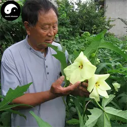 Купить Hibiseu Manihot овощи Semente 240 шт. завод Гибискус дерево цветок растительное Цай фу Ронг