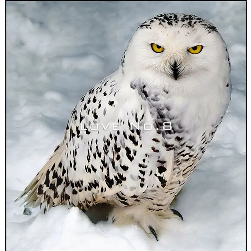 ntk-2351-55xqwxx3xznau