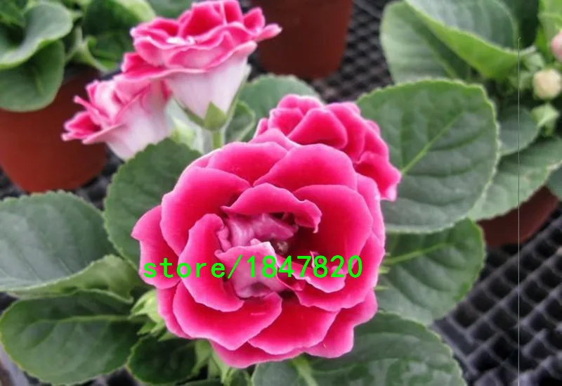 HTB119H7IFXXXXboXFXXq6xXFXXXg