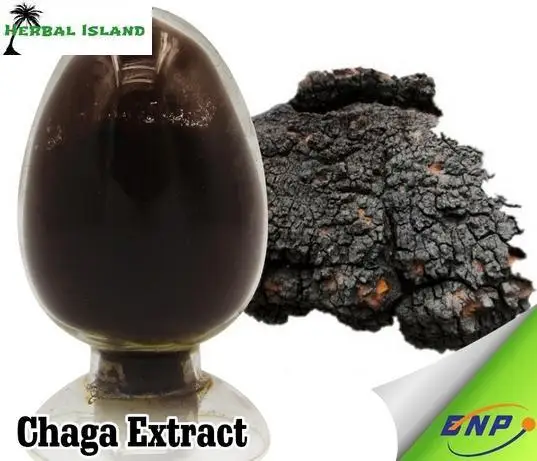 Siberian Chaga Mushroom 30 1 Extract Powder 500g Organic Polyose Extract