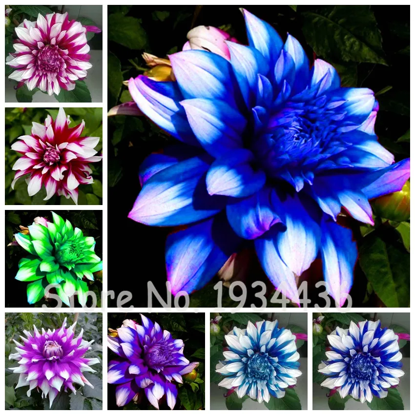 

100 Pcs Mexican Beautiful Dahlia Flower (Not Dahlia Bulbs ) Bonzai Flores Garden Flowers Perennial Sements Flores Air Plants