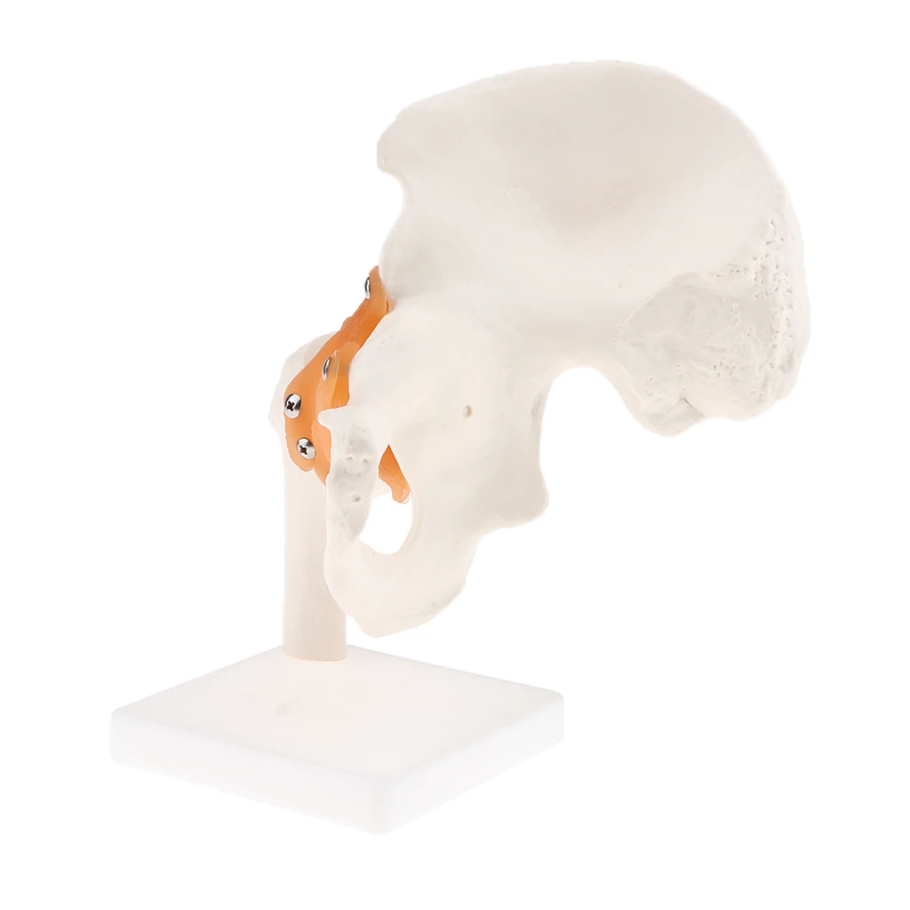 1:1 Lifesize Anatomical Human Hip Joint with Femur & Ligament Model - Skeleton Anatomy Lab Supplies School Study Display Kits