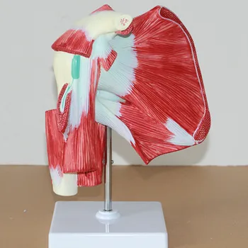 

Shoulder joint with muscle anatomical model Upper limb deep muscle model